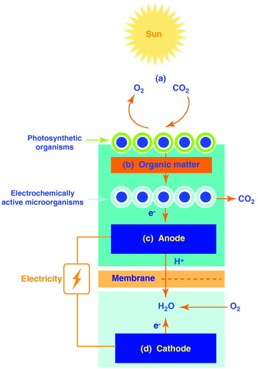 MSC Diagram. All Rights Reserved.